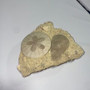 Sand dollar fossil in matrix specimen ‘G’